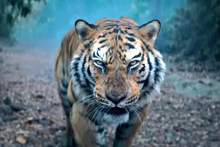 KGF 2 Failed, But Kantara Chapter 1 Shatters Records in Karnataka